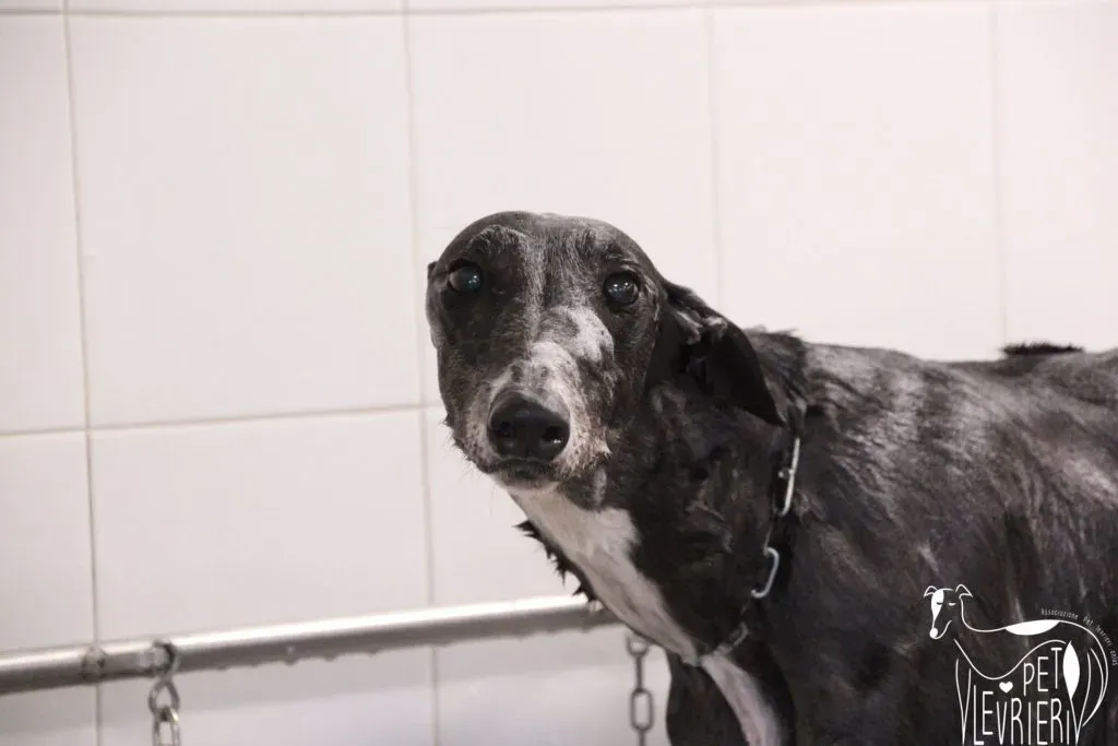 True Blighe Adozione Levrieri savemacaugreyhouns arrivo 12