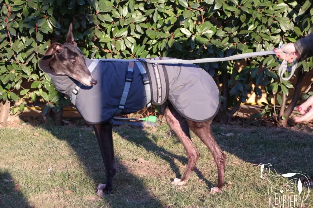 True Blighe Adozione Levrieri savemacaugreyhouns arrivo 13