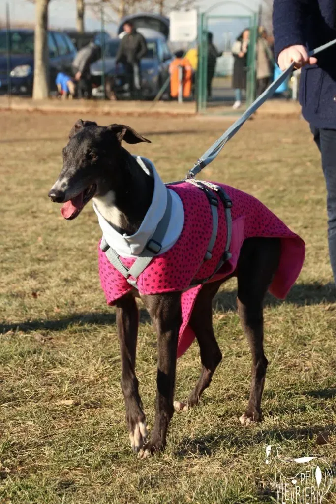 True Blighe Adozione Levrieri savemacaugreyhouns arrivo 3