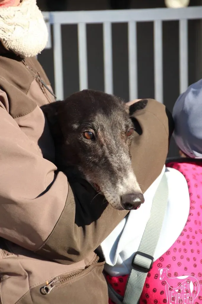 True Blighe Adozione Levrieri savemacaugreyhouns arrivo 4