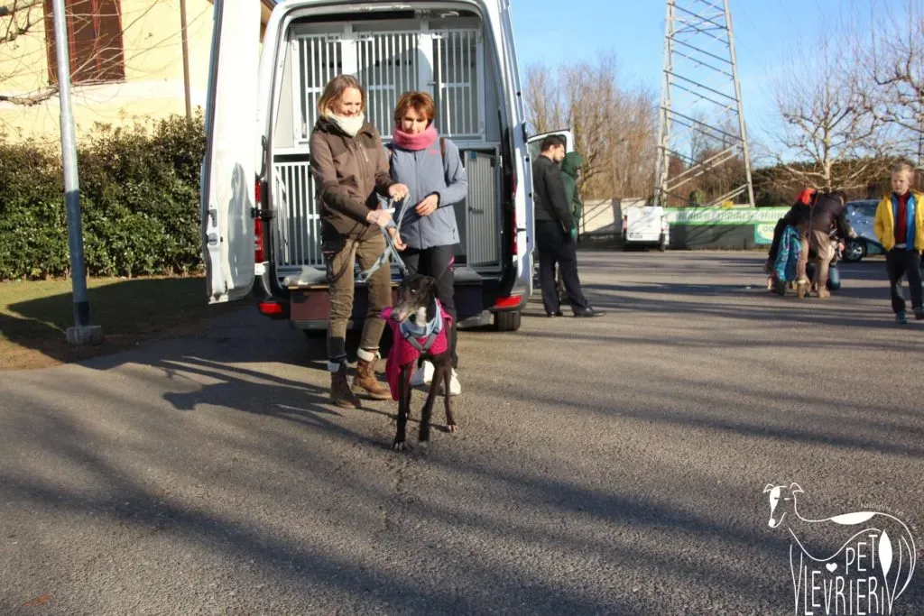 True Blighe Adozione Levrieri savemacaugreyhouns arrivo 5