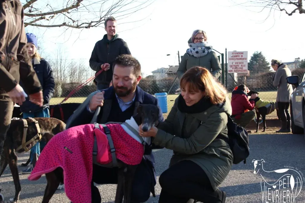 True Blighe Adozione Levrieri savemacaugreyhouns arrivo 6