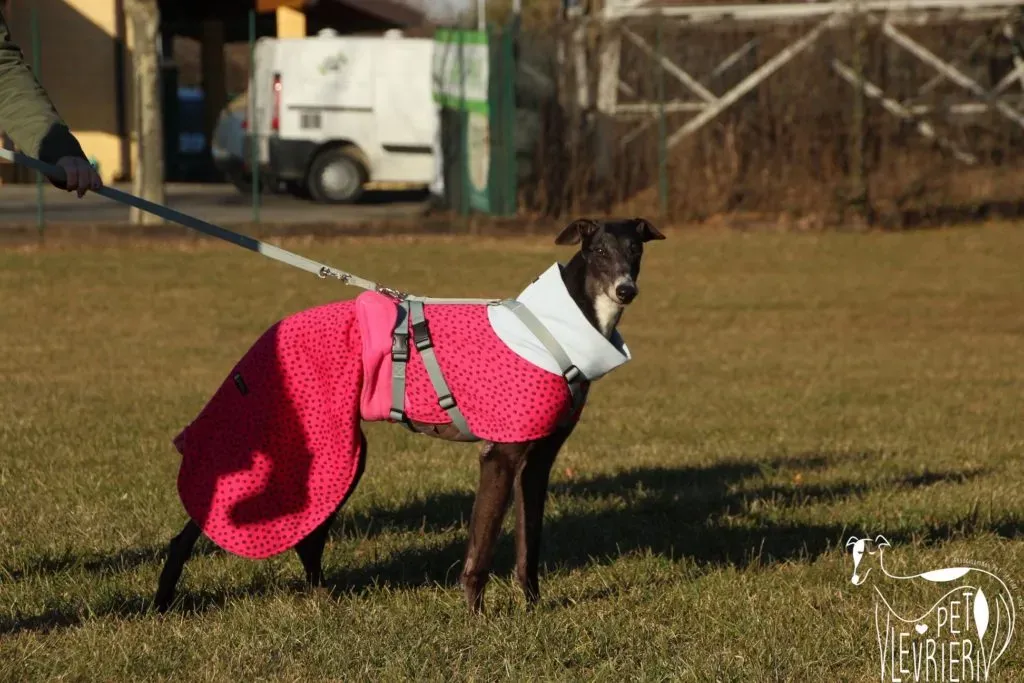 True Blighe Adozione Levrieri savemacaugreyhouns arrivo 7