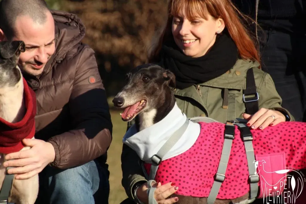 True Blighe Adozione Levrieri savemacaugreyhouns arrivo 8