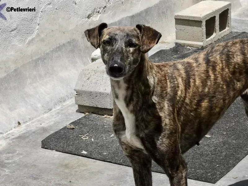 Tumba adozione levrieri galgo 1