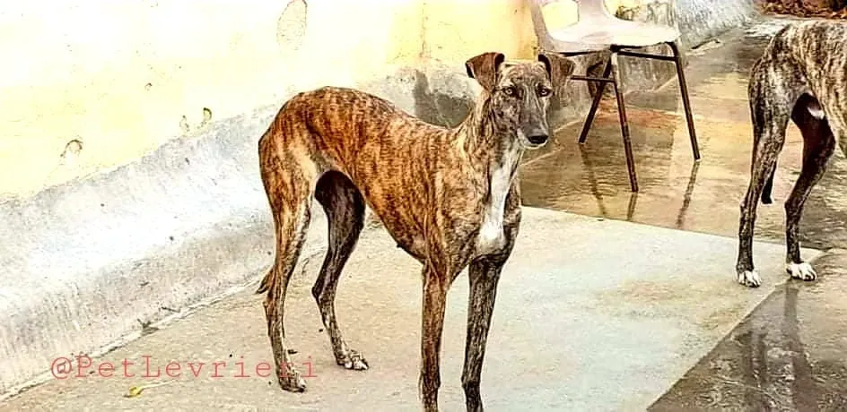 Tumba adozione levrieri galgo 10