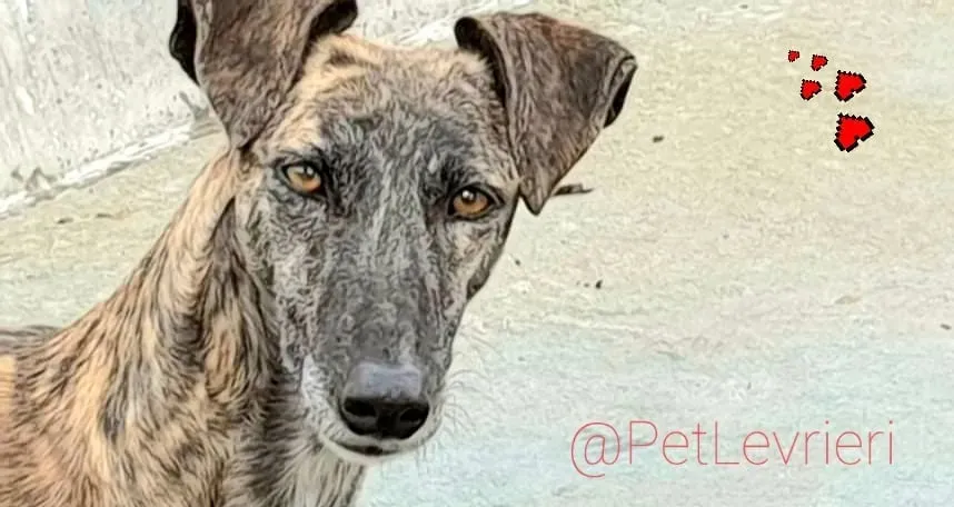 Tumba adozione levrieri galgo 11
