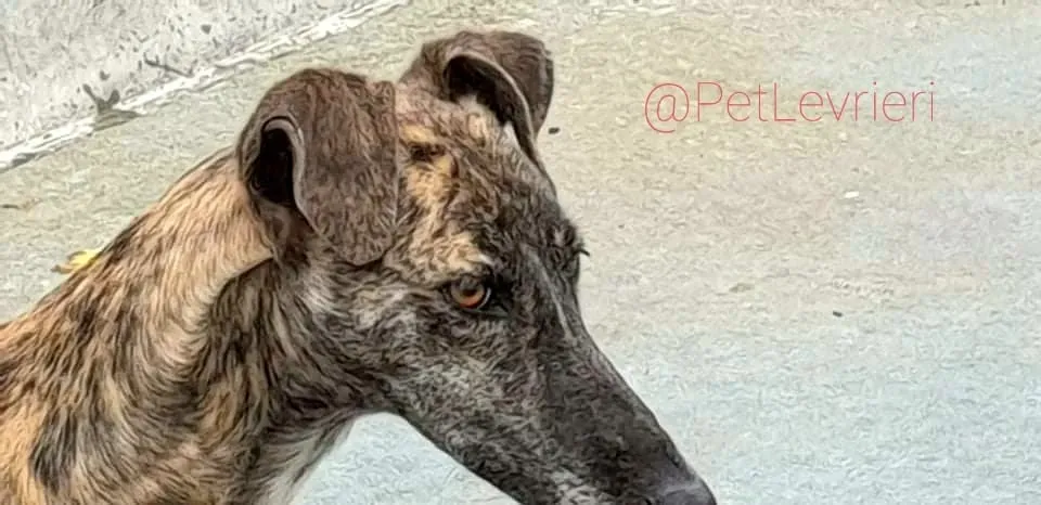 Tumba adozione levrieri galgo 12