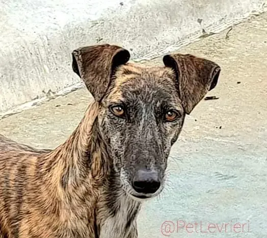Tumba adozione levrieri galgo 13