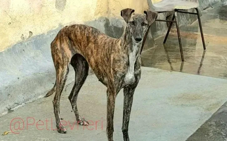 Tumba adozione levrieri galgo 14