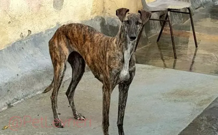 Tumba adozione levrieri galgo 15