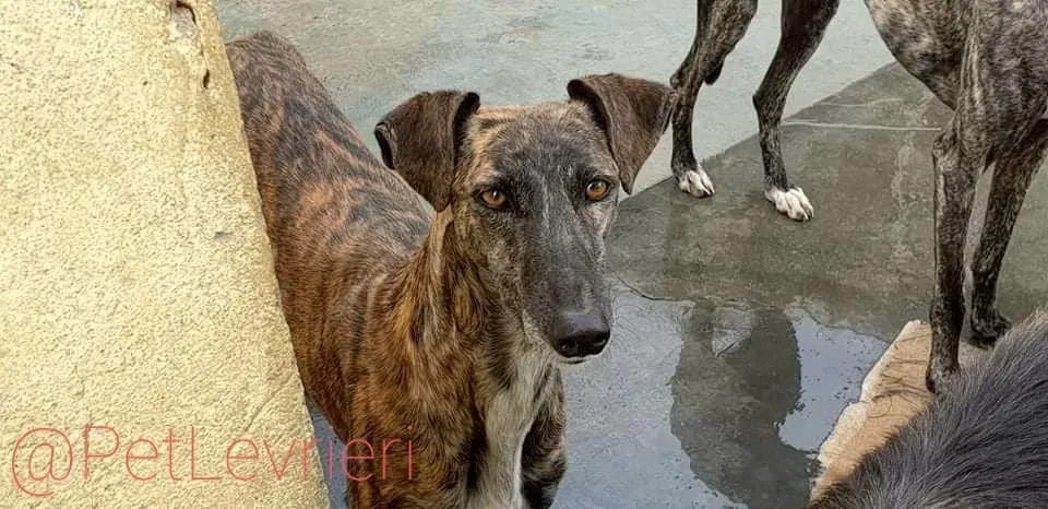Tumba adozione levrieri galgo 16