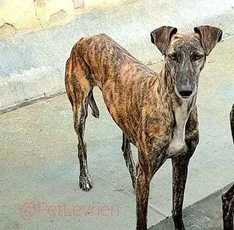 Tumba adozione levrieri galgo 17
