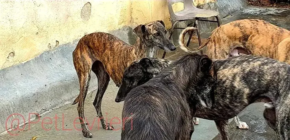 Tumba adozione levrieri galgo 18