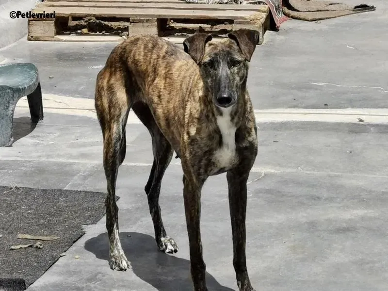 Tumba adozione levrieri galgo 2