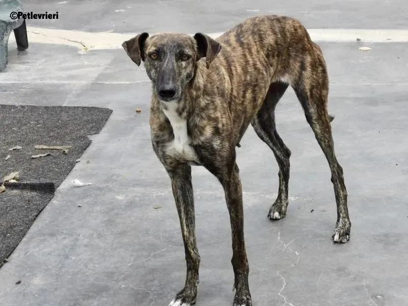 Tumba adozione levrieri galgo 3