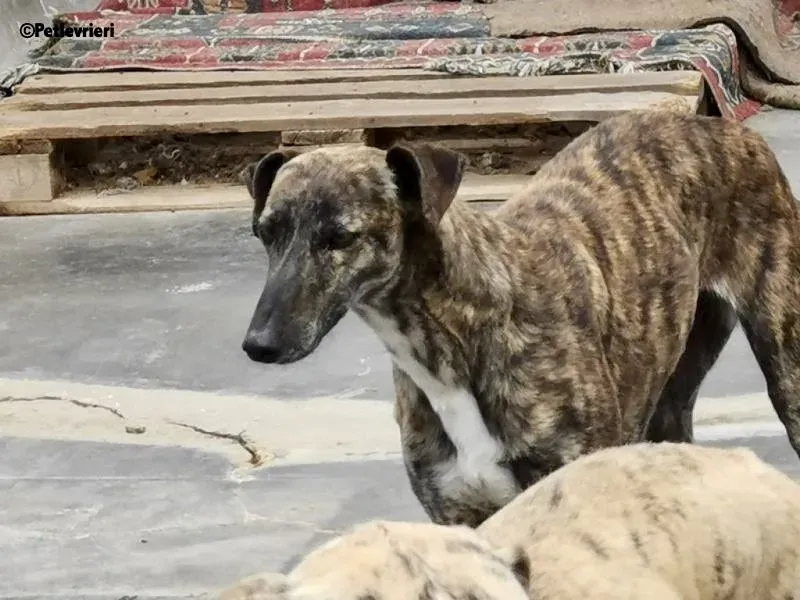 Tumba adozione levrieri galgo 4