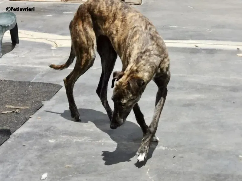 Tumba adozione levrieri galgo 5