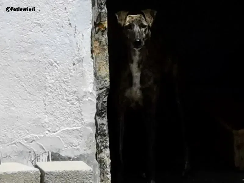 Tumba adozione levrieri galgo 6