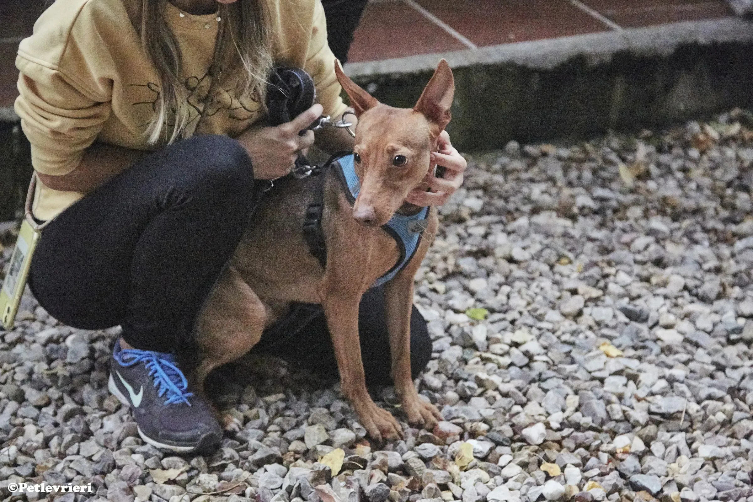 Turbo adozione levrieri galgo 01