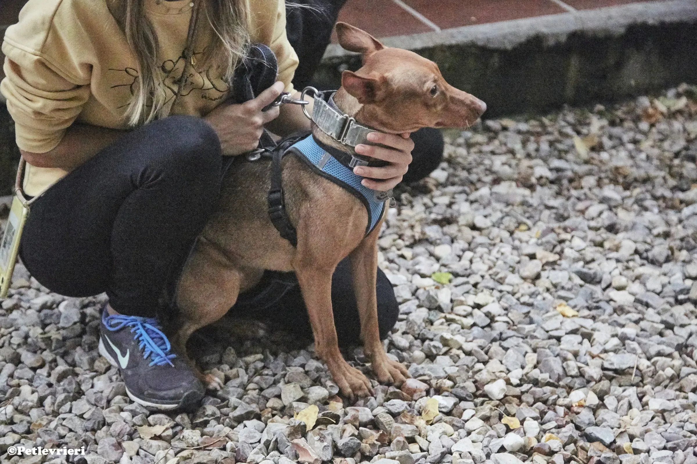 Turbo adozione levrieri galgo 02