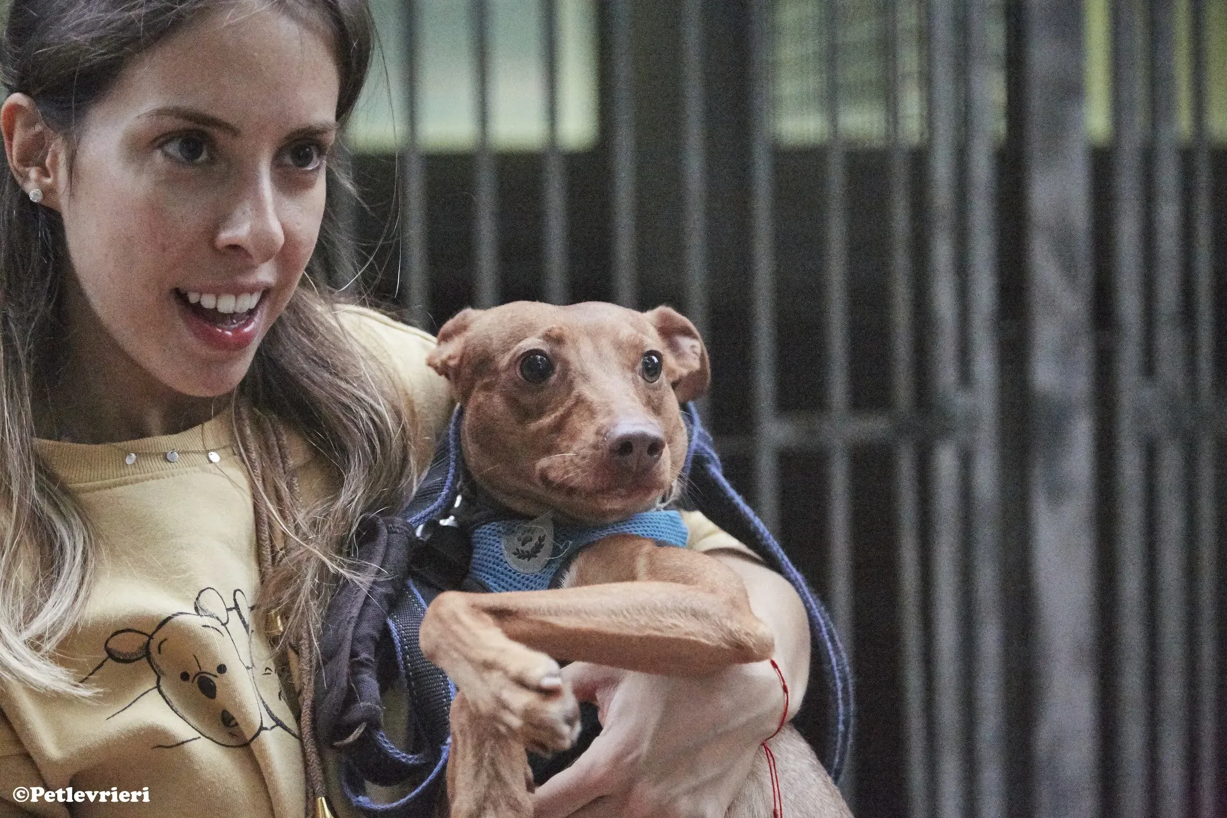 Turbo adozione levrieri galgo 03