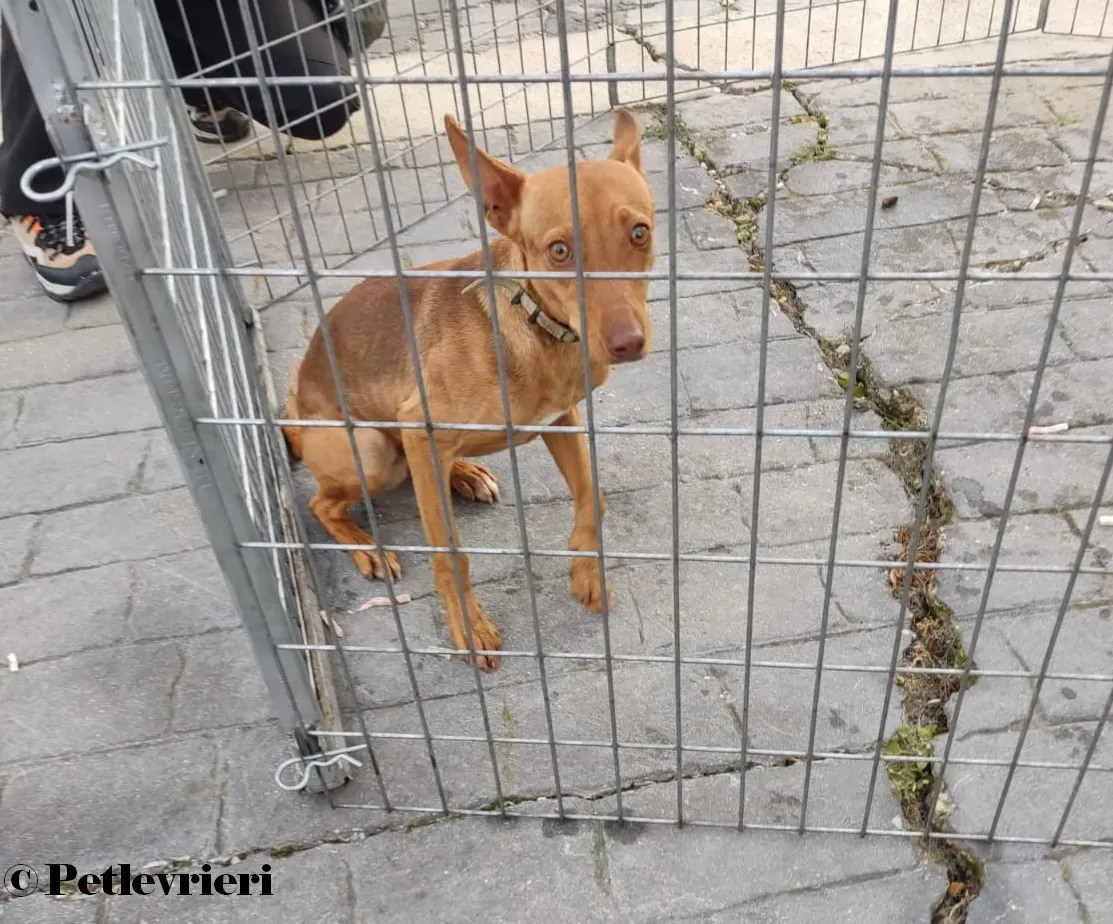 Turbo podenco adozione pet levrieri onlus 1