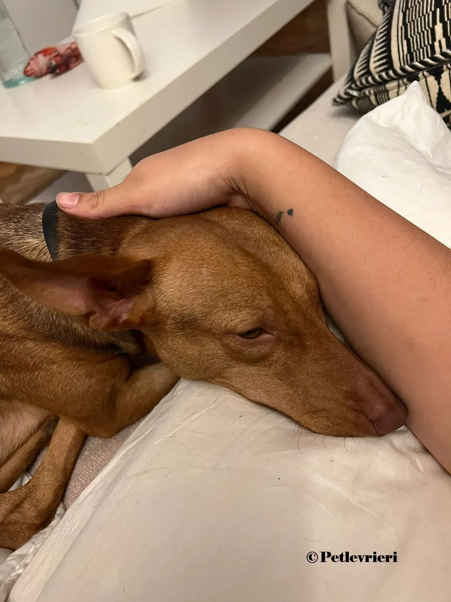 Turbo podenco adozione pet levrieri onlus 10