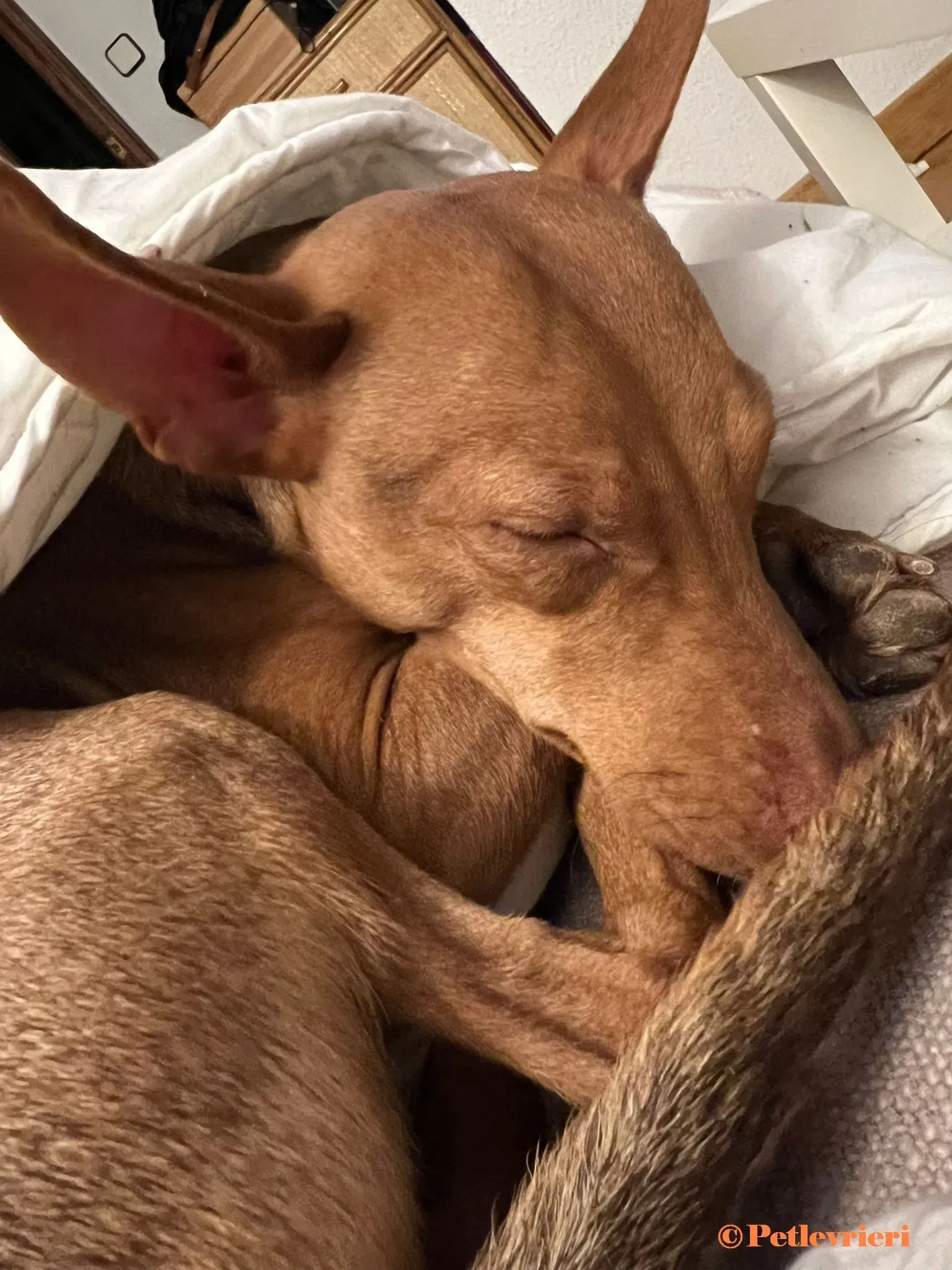 Turbo podenco adozione pet levrieri onlus 11