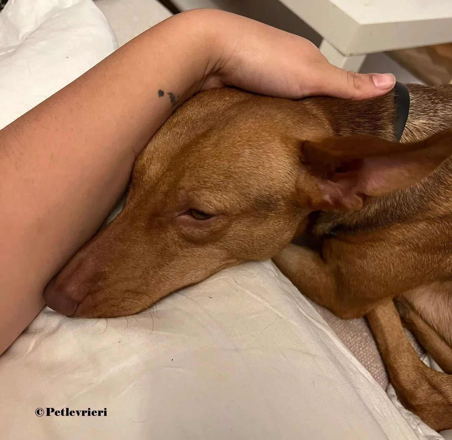 Turbo podenco adozione pet levrieri onlus 13