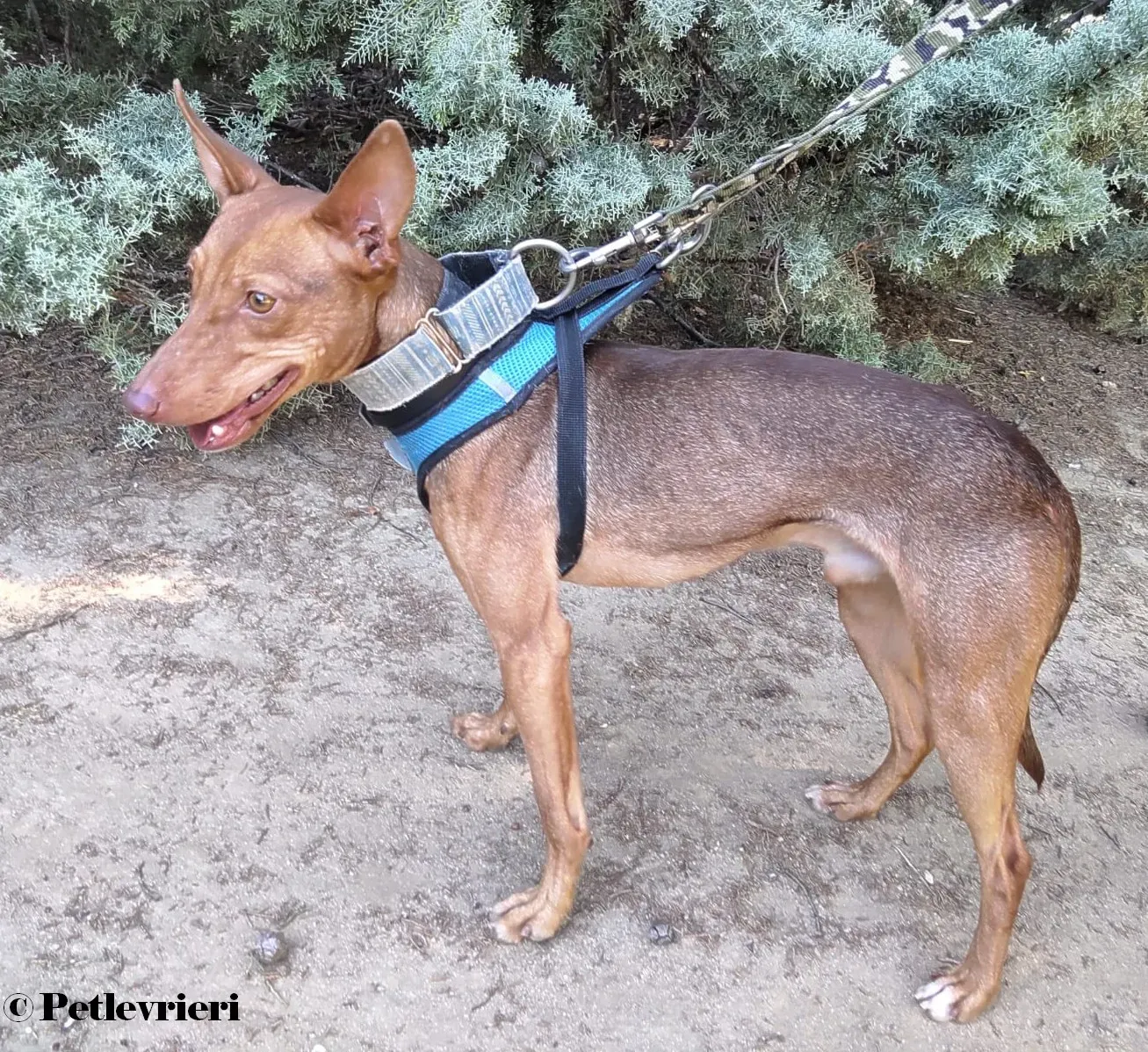 Turbo podenco adozione pet levrieri onlus 2