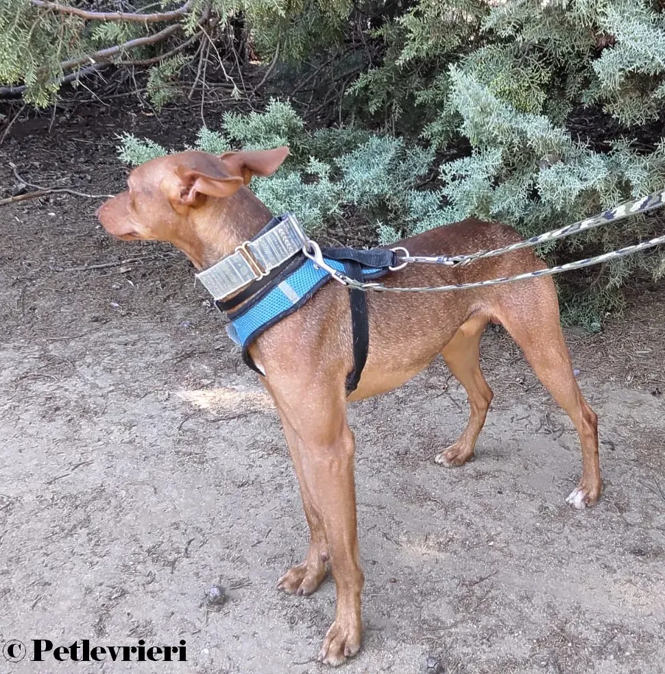 Turbo podenco adozione pet levrieri onlus 3