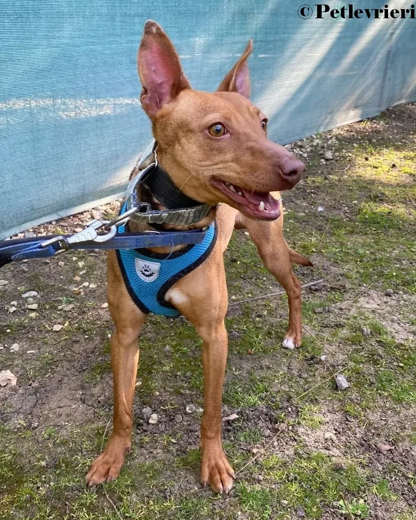Turbo podenco adozione pet levrieri onlus 4