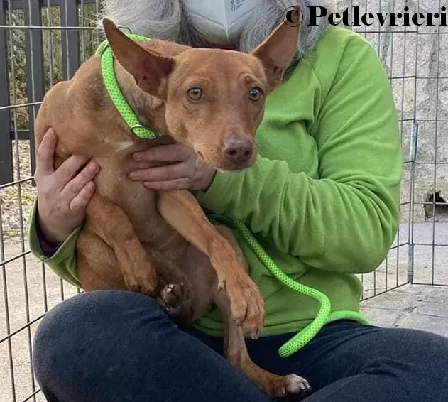 Turbo podenco adozione pet levrieri onlus 5