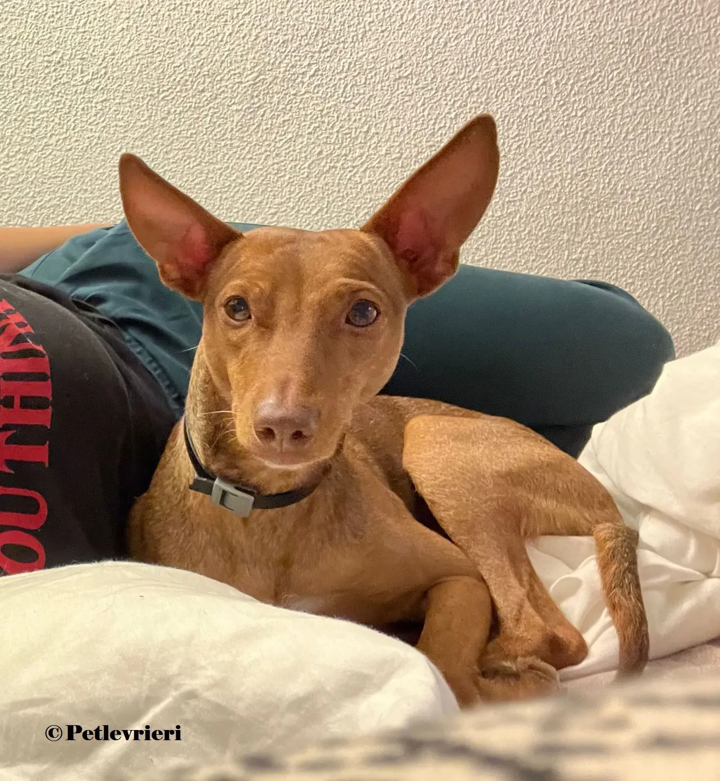 Turbo podenco adozione pet levrieri onlus 7