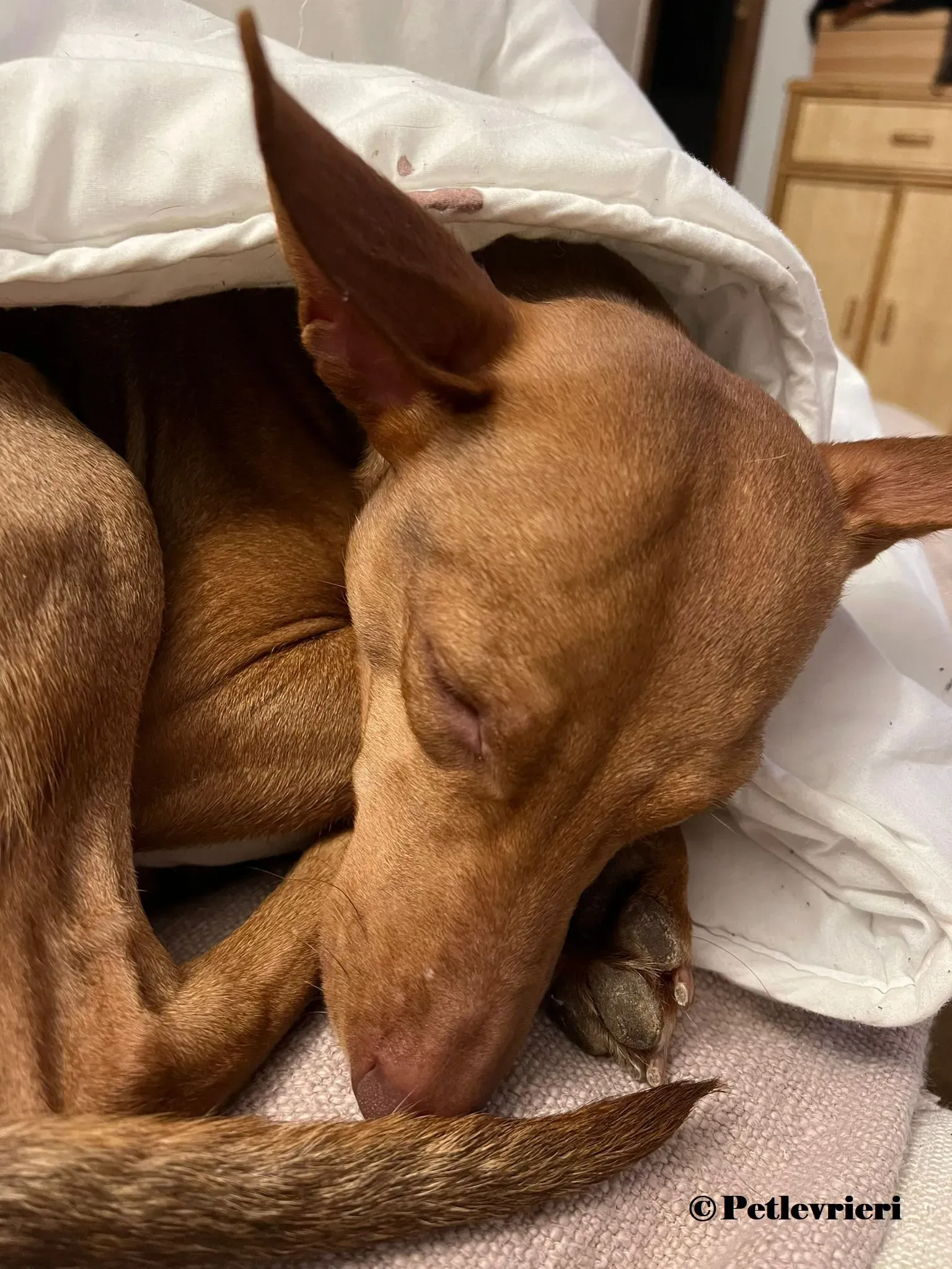 Turbo podenco adozione pet levrieri onlus 8