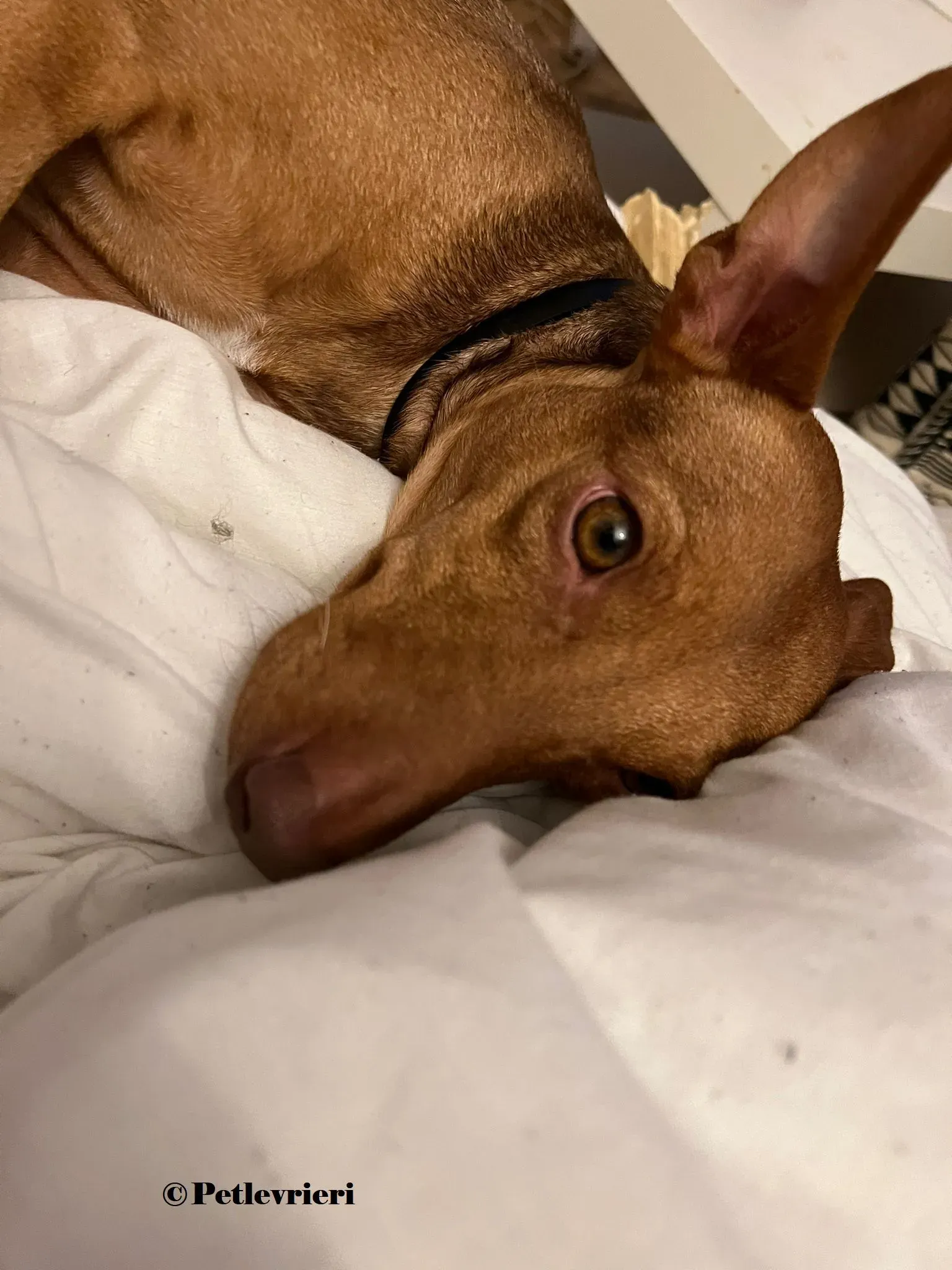 Turbo podenco adozione pet levrieri onlus 9