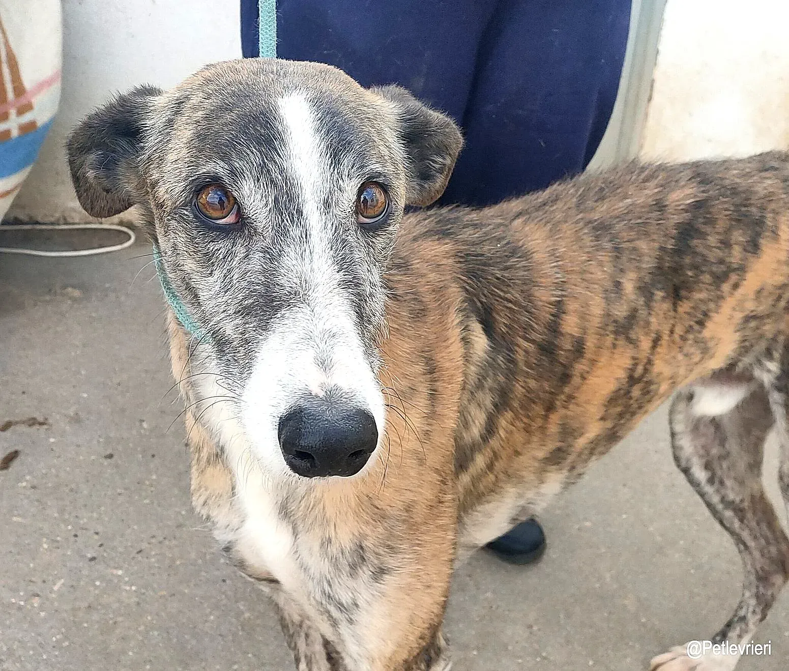 Turco adozioni levrieri galgo 1