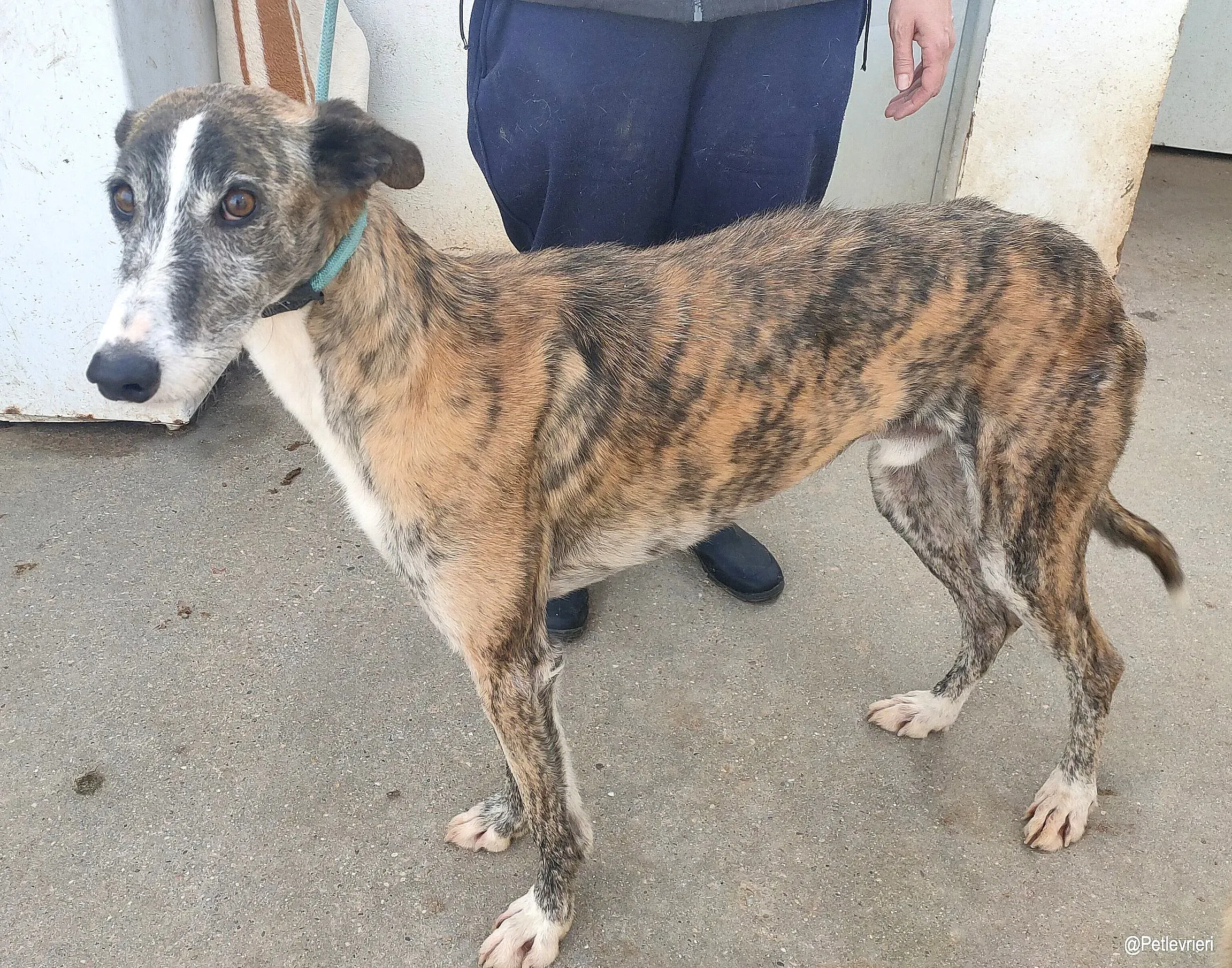 Turco adozioni levrieri galgo 2