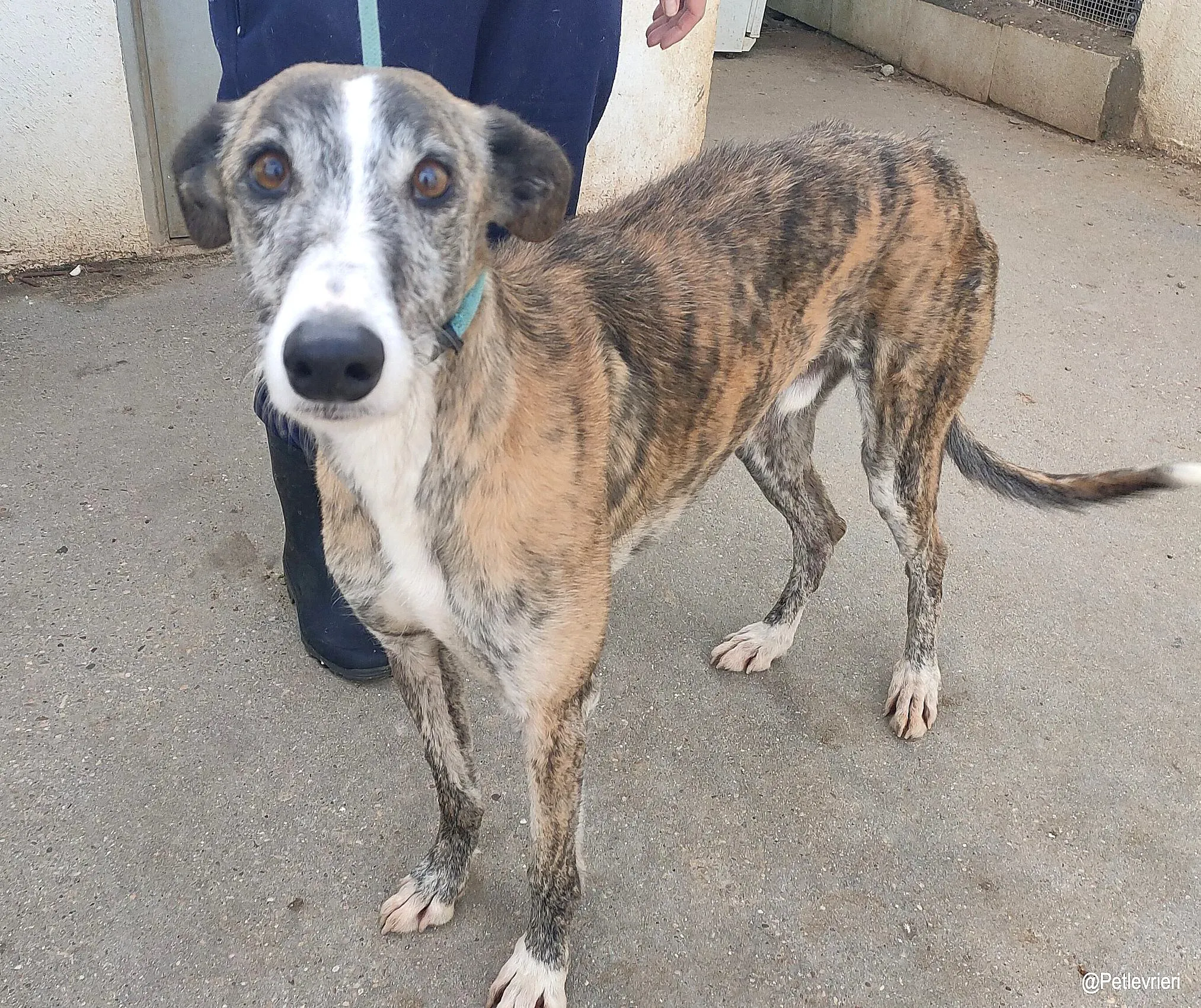 Turco adozioni levrieri galgo 3