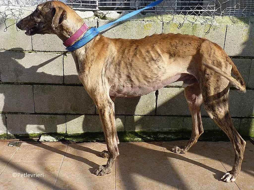 Turock adozione levrieri galgo 01