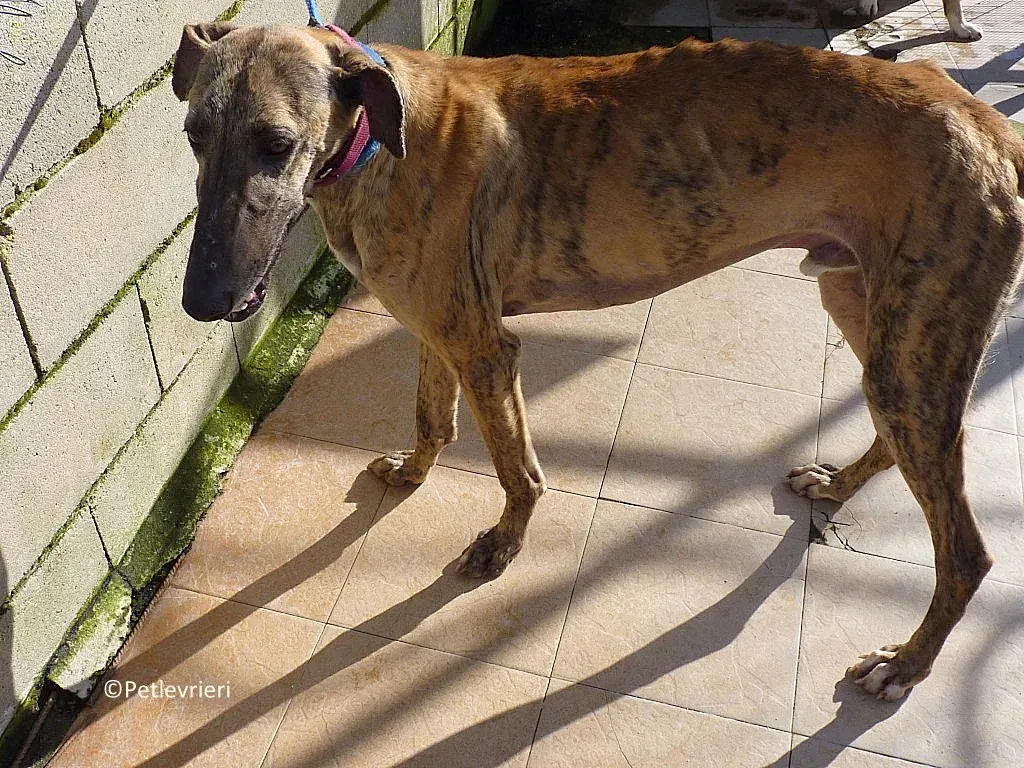Turock adozione levrieri galgo 02