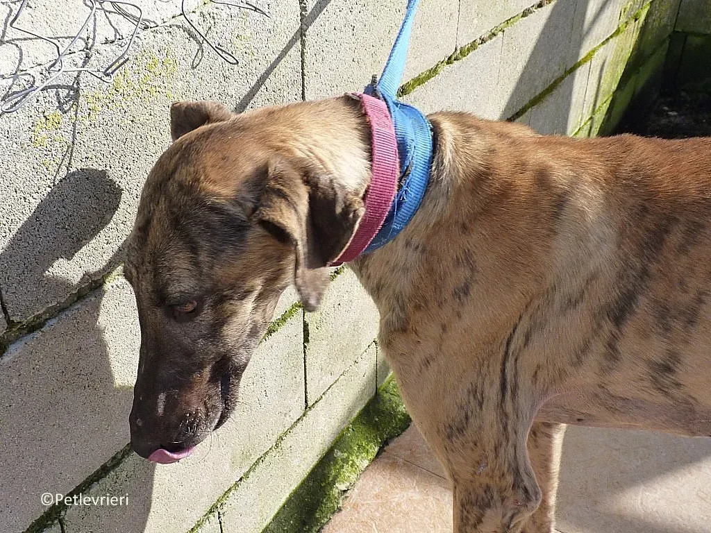 Turock adozione levrieri galgo 03