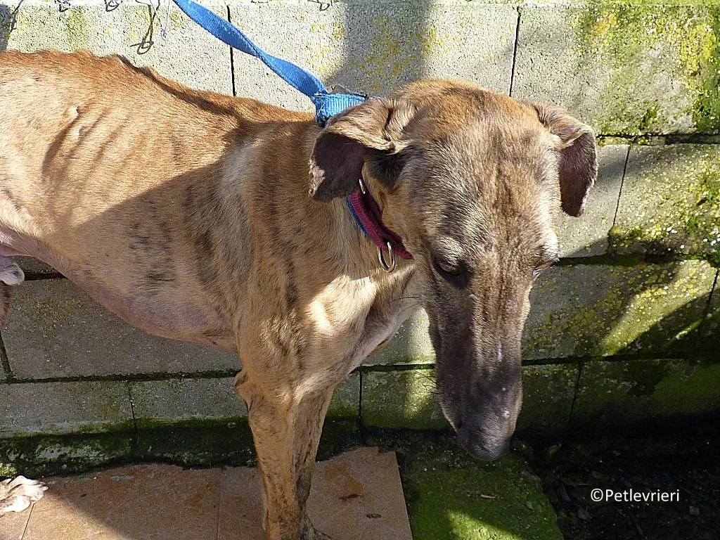 Turock adozione levrieri galgo 04