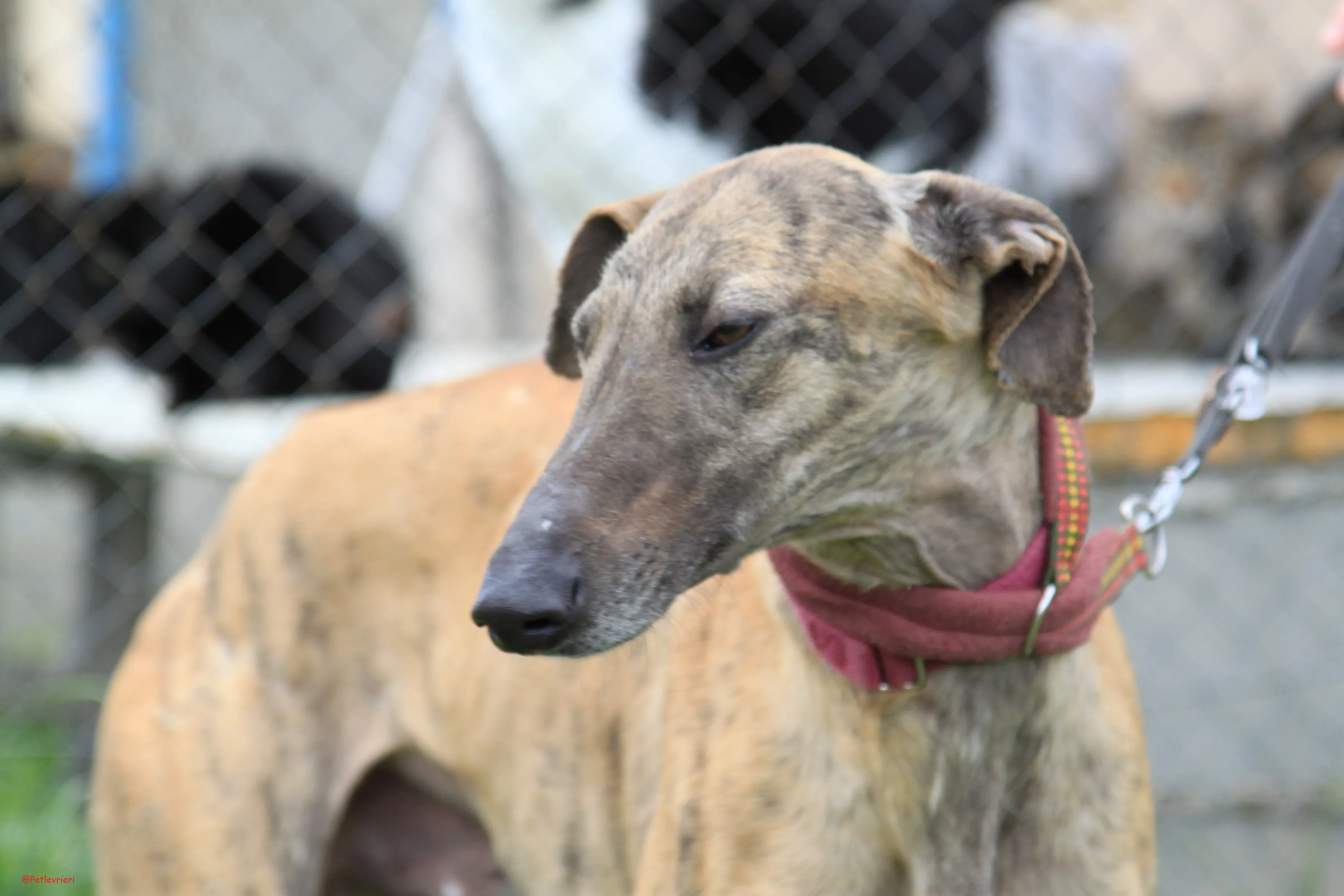 Turock adozione levrieri galgo 10