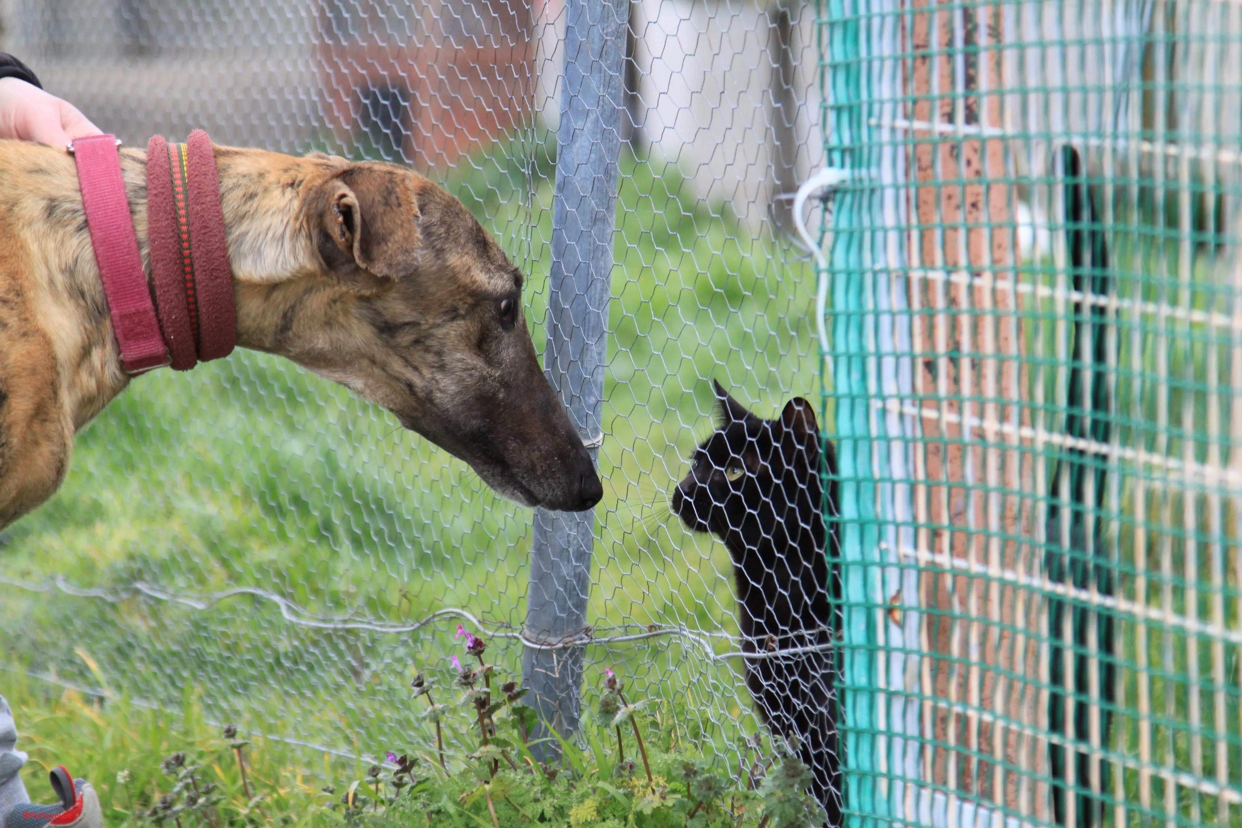 Turock adozione levrieri galgo 11