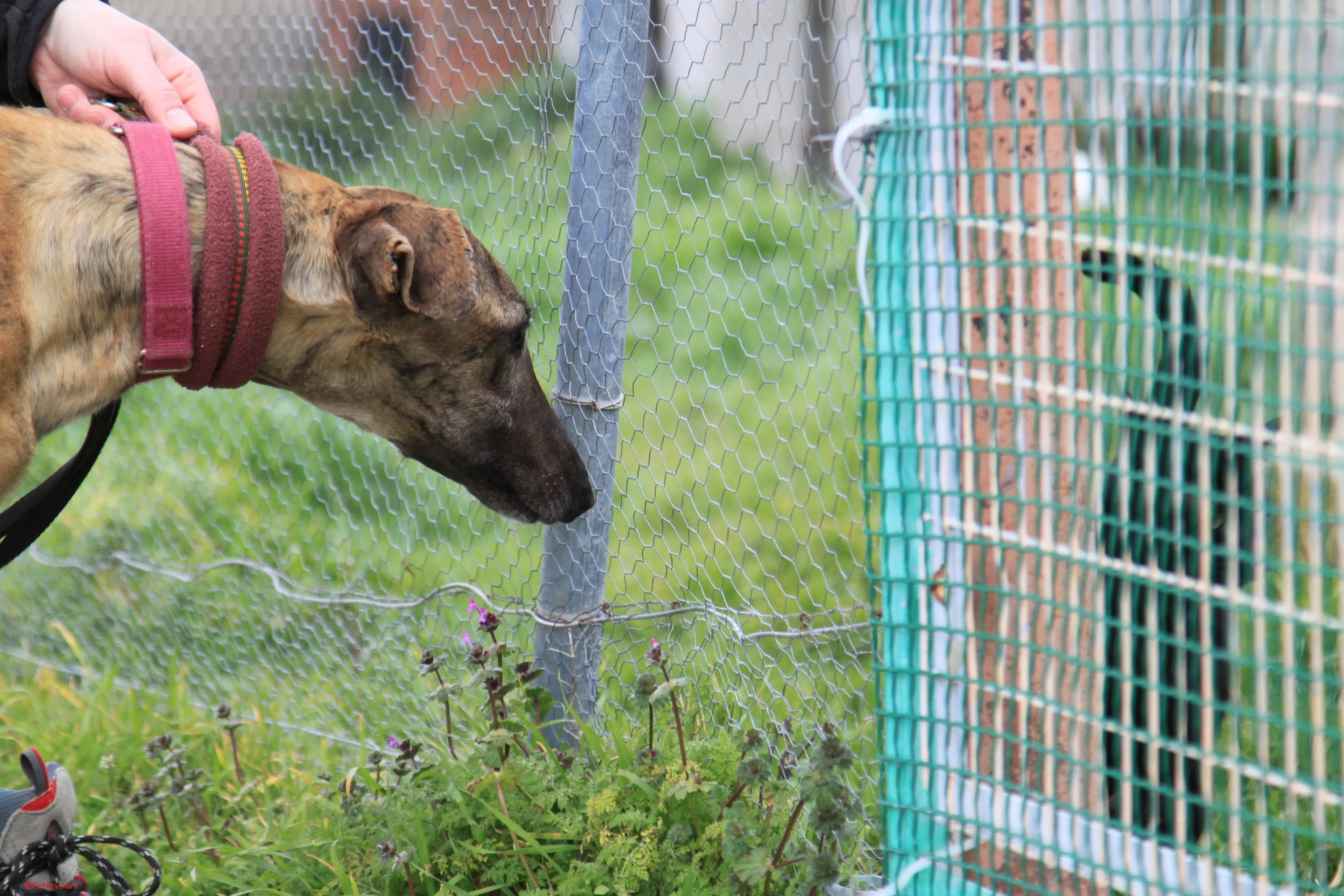 Turock adozione levrieri galgo 12