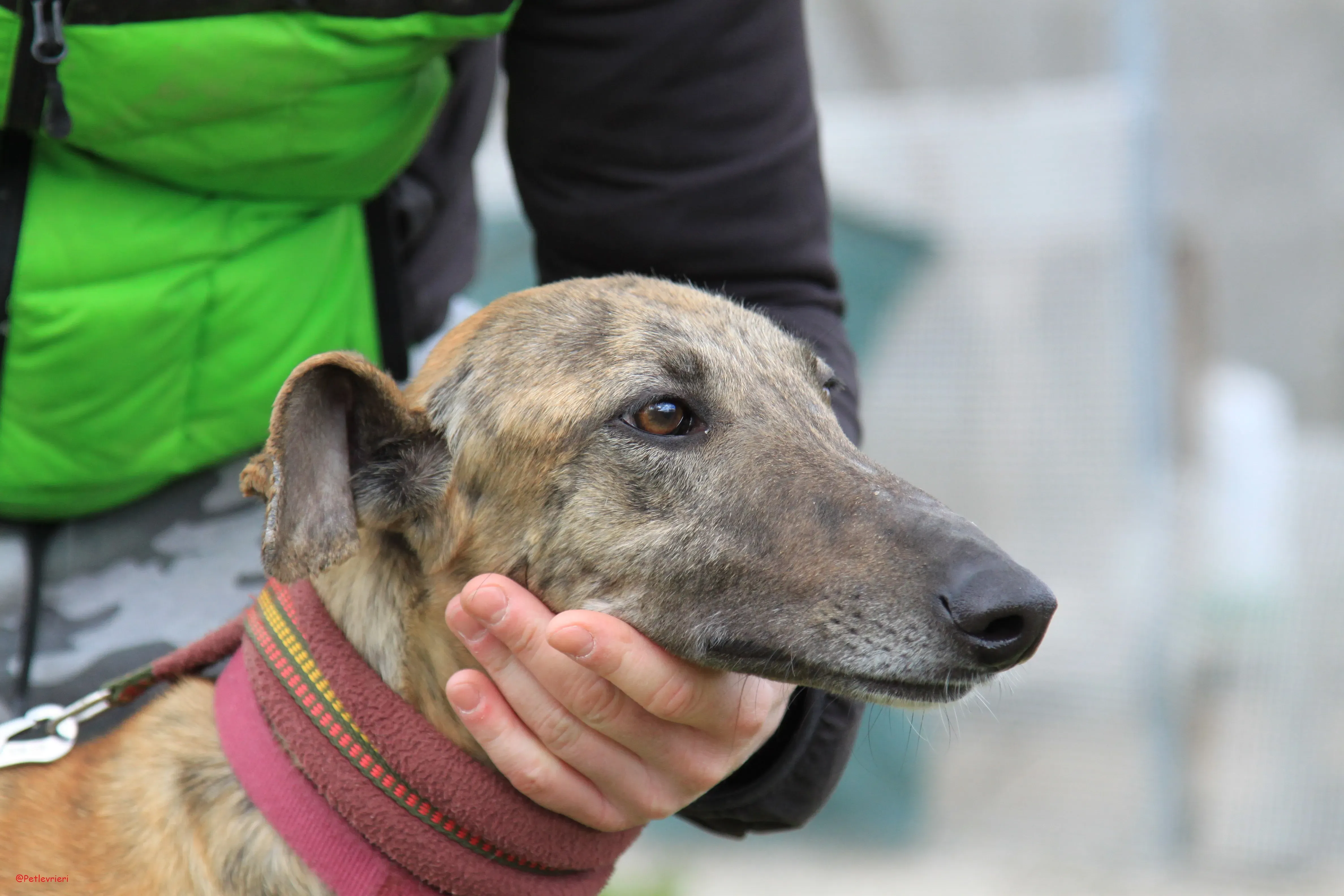 Turock adozione levrieri galgo 13