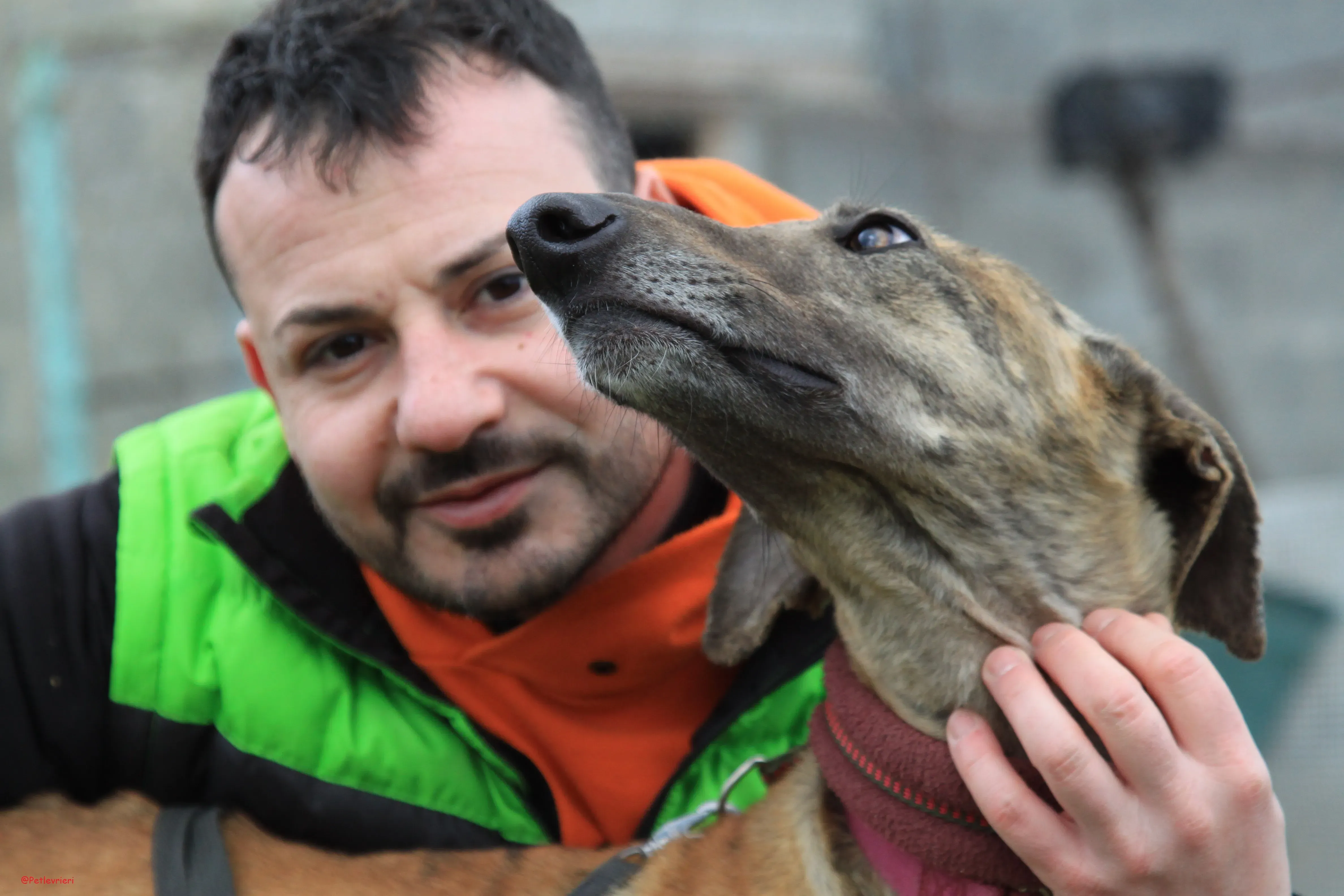 Turock adozione levrieri galgo 14