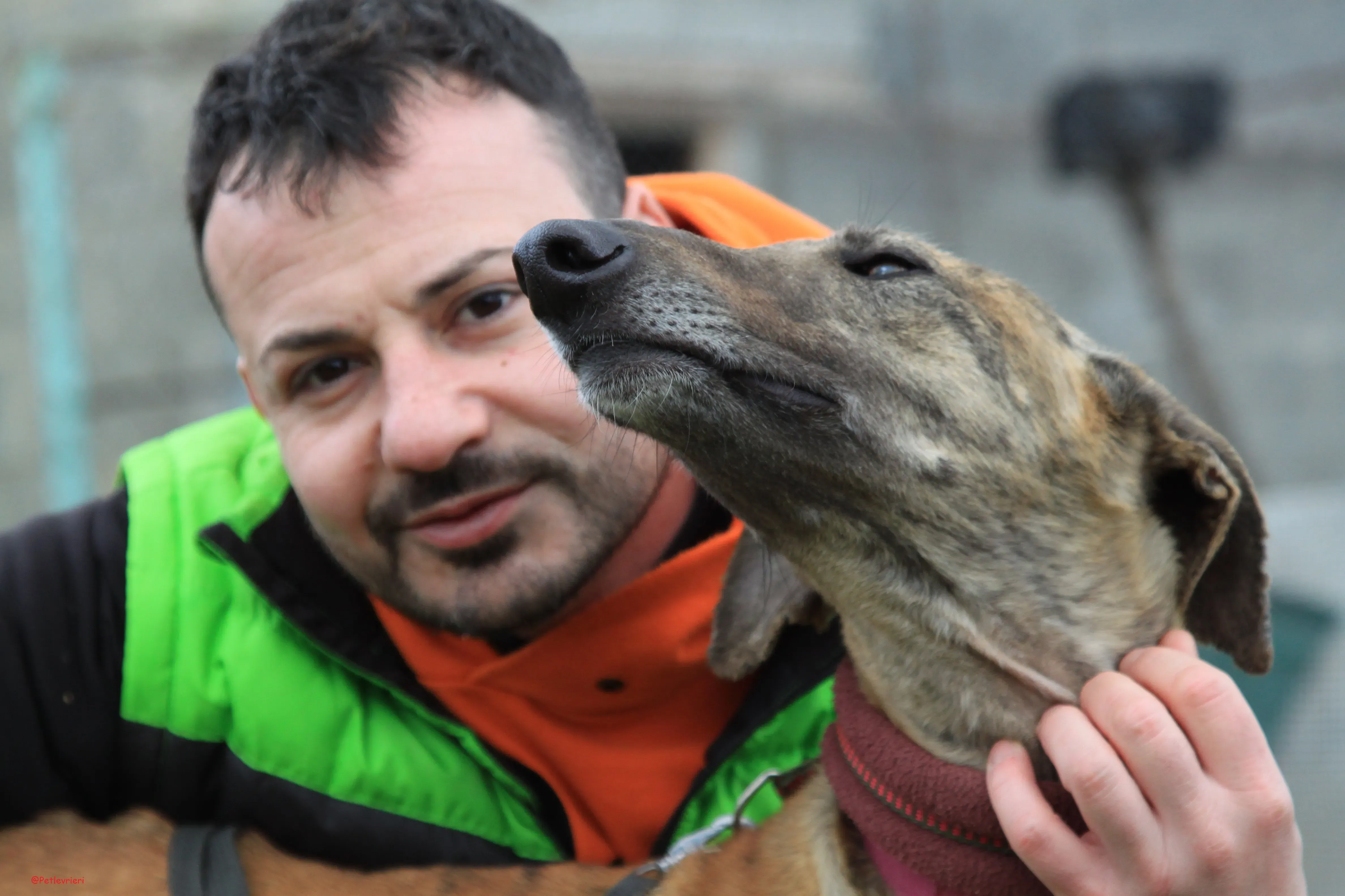 Turock adozione levrieri galgo 15